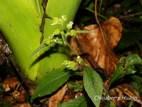 Elephantopus mollis