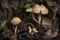 Coprinellus impatiens