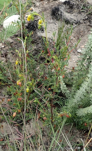 Image of Hermannia aff by (c) Nicola van Berkel, some rights reserved (CC BY-SA)