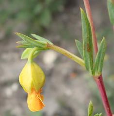 Hermannia aff-denudata