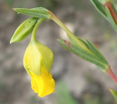 Hermannia aff-denudata