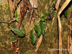 Smilax riparia