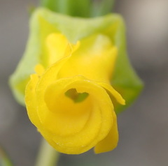 Hermannia aff-denudata