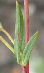 Hermannia aff-denudata