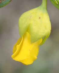 Hermannia aff-denudata