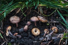 Macrocystidia cucumis latifolia