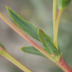 Hermannia aff-denudata