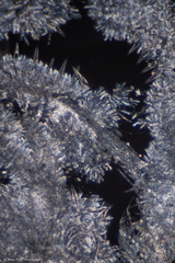 Macrocystidia cucumis latifolia