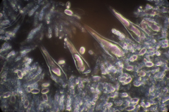 Macrocystidia cucumis latifolia