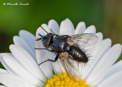 Policheta unicolor