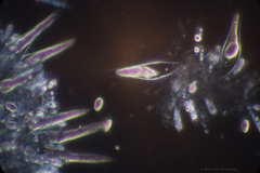 Macrocystidia cucumis latifolia