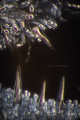 Macrocystidia cucumis latifolia