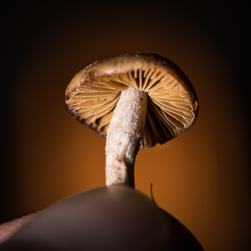 Deconica subviscida