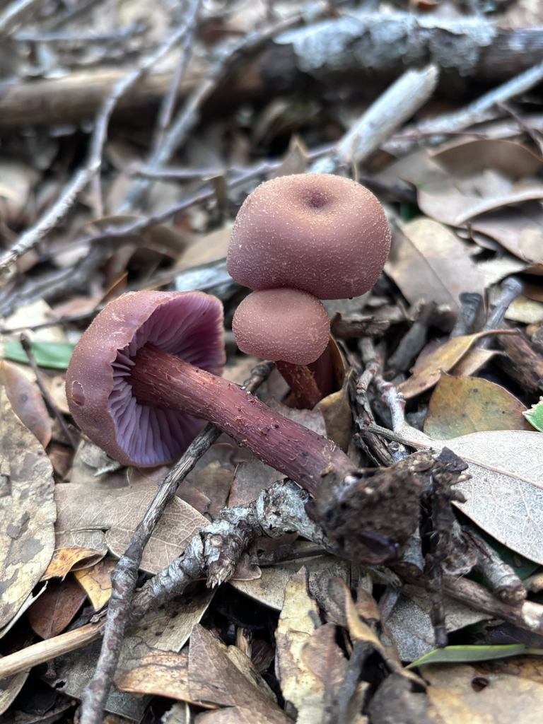 Laccaria amethysteo-occidentalis · November 2025 · photo: © reago (iNaturalist, cc-by)