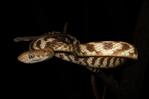 Brown Tree Snake sighting