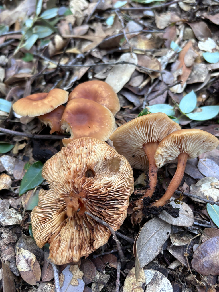 Gymnopus dryophilus · November 2025 · photo: © reago (iNaturalist, cc-by)