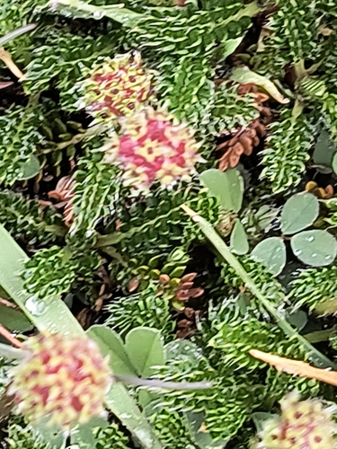 Native yarrow (Acaena lucida)