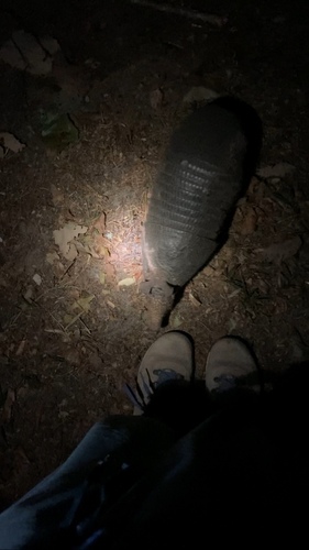Mexican Long-nosed Armadillo (Dasypus mexicanus)