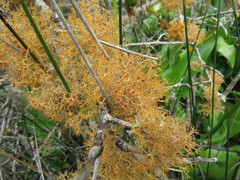 Teloschistes capensis