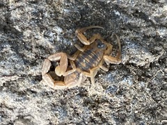 Centruroides exilicauda