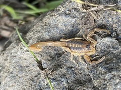 Centruroides exilicauda