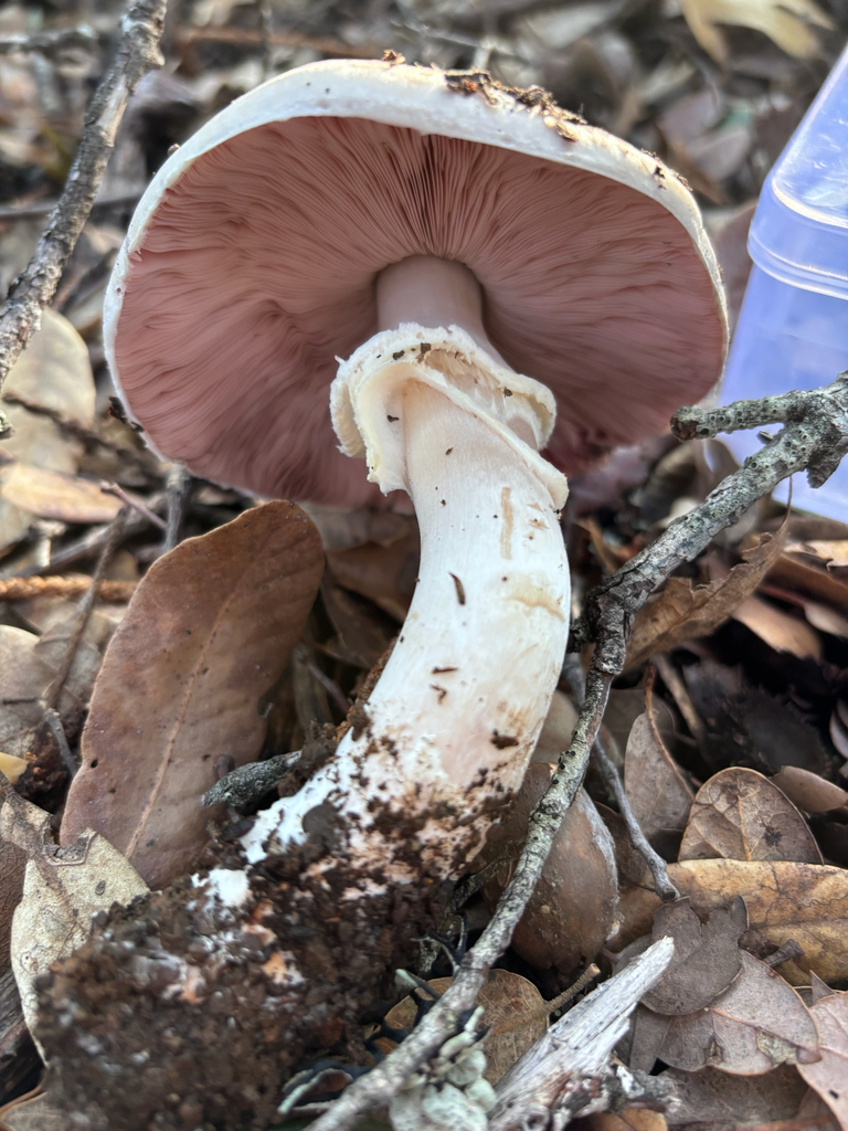Agaricus thiersii