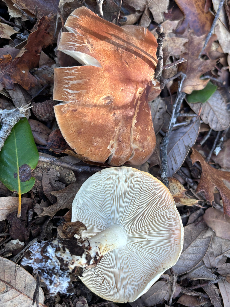 Leucopaxillus gentianeus · November 2025 · photo: © reago (iNaturalist, cc-by)