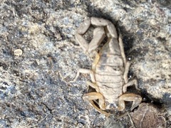 Centruroides exilicauda