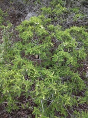 Chamaebatia australis