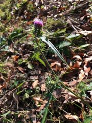 Cirsium nipponicum incomptum
