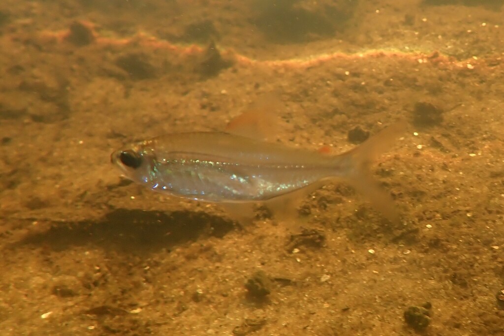 Collett's tetra (Moenkhausia collettii) — Characidae
