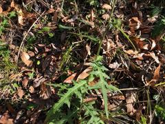 Cirsium nipponicum incomptum