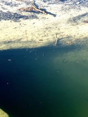 Micropterus salmoides