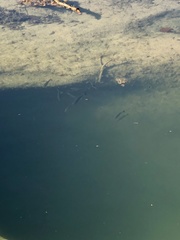 Micropterus salmoides