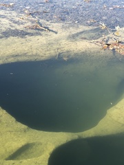 Micropterus salmoides