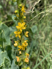 Agrimonia bracteata