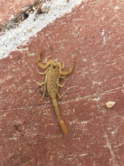 Centruroides exilicauda