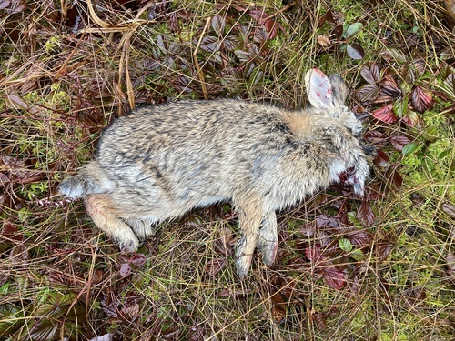 Appalachian Cottontail observed by kylealdinger