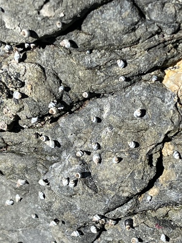 Austrolittorina antipodum