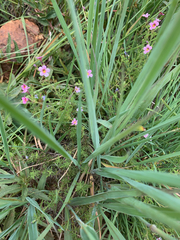 Jamesbrittenia aurantiaca
