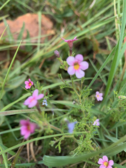 Jamesbrittenia aurantiaca