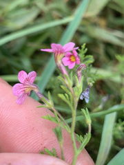 Jamesbrittenia aurantiaca