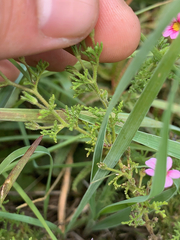 Jamesbrittenia aurantiaca