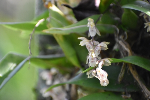 Leochilus oncidioides, photograph 3