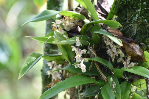 Leochilus oncidioides, photograph 5