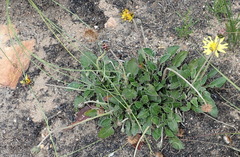 Haplocarpha lyrata
