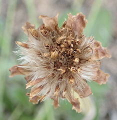 Haplocarpha lyrata