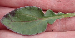 Haplocarpha lyrata