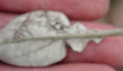 Haplocarpha lyrata