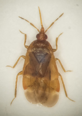 Cardiastethus fasciiventris